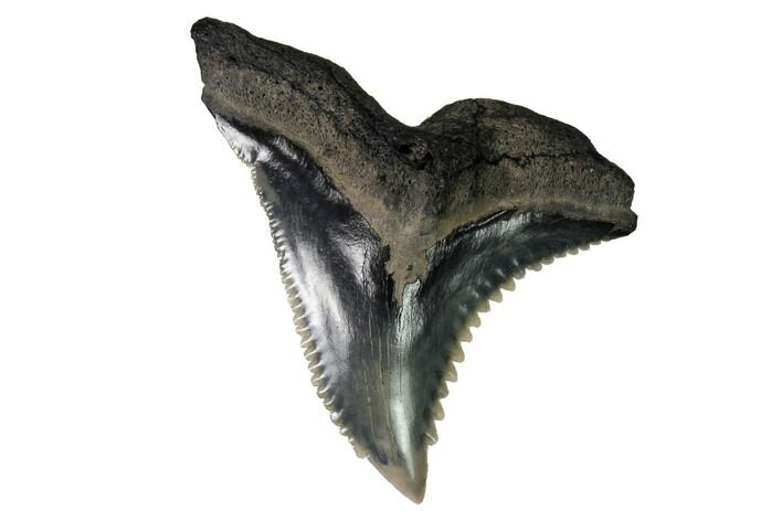 Serrated, Fossil Shark (Hemipristis) Tooth #164290